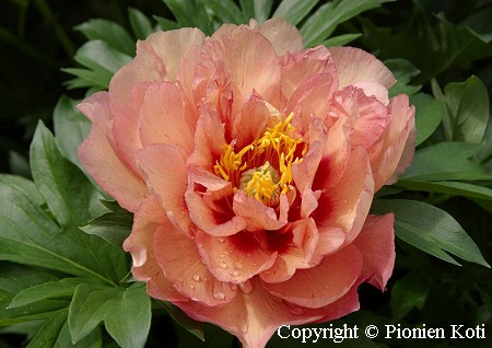 Paeonia Itoh-Ryhm 'Kopper Kettle' itoh-pensaspioni